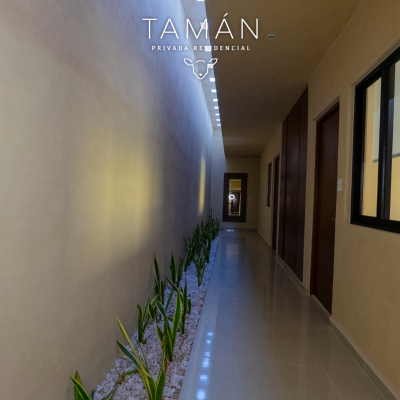Tamán